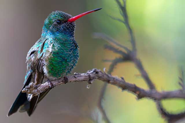 Hummingbird