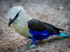 Blue-bellied Roller