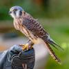 American-Kestrel