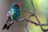 Broad-billed Hummingbird