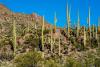 Saguaro National Park